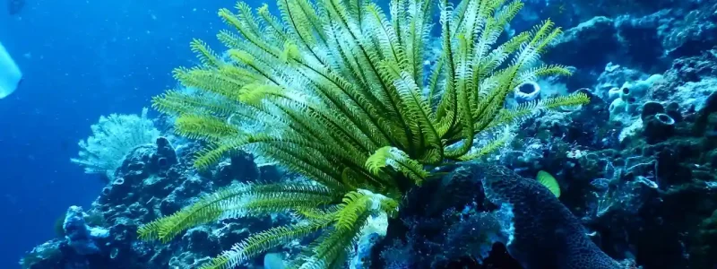 Actions-for-the-Protection-of-Our-Seas-and-Oceans