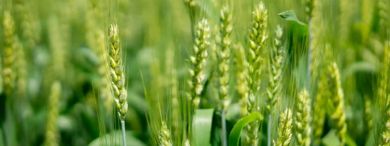 Food-Security-and-Climate-Change-Strategies-image