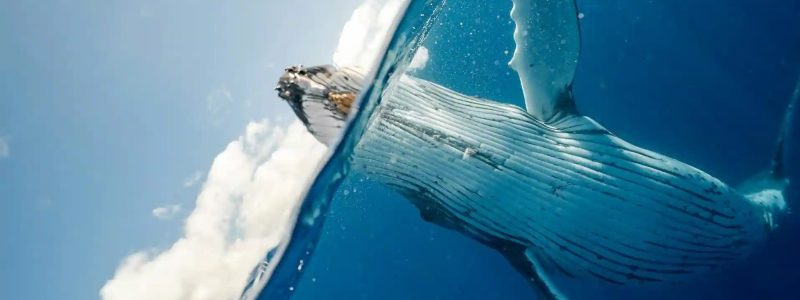 Thriving-Oceans-Sustainable-Planet